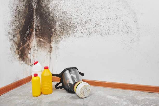 Best Crawl Space Mold Remediation in Fort Lee, NJ