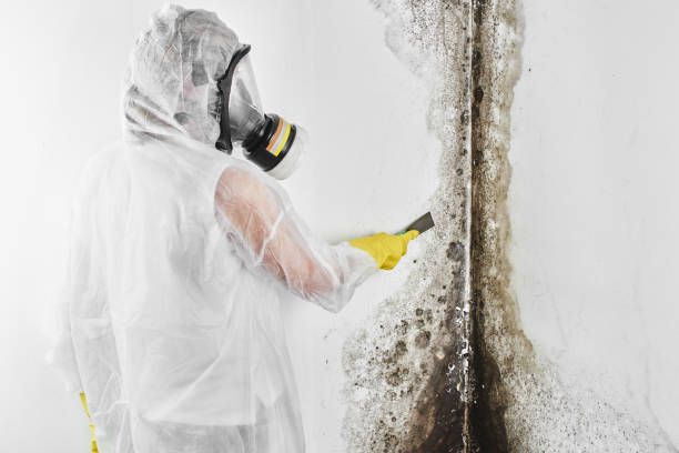 Best Mold Testing and Inspection Services in Fort Lee, NJ